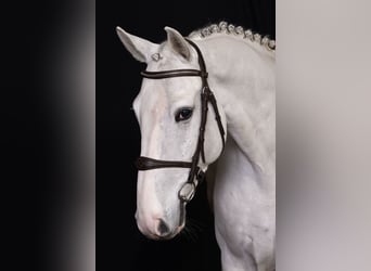 Zangersheide, Caballo castrado, 6 años, Tordo