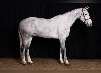 Zangersheide, Caballo castrado, 6 años, Tordo