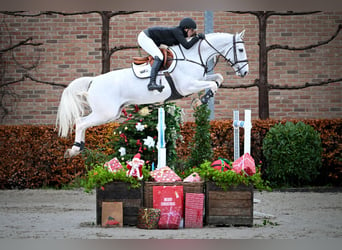 Zangersheide, Caballo castrado, 6 años, Tordo