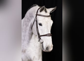 Zangersheide, Caballo castrado, 6 años, Tordo