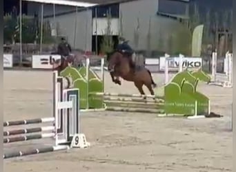 Zangersheide, Caballo castrado, 7 años, 160 cm, Castaño