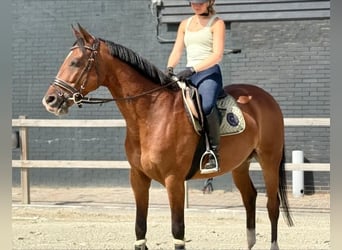Zangersheide, Caballo castrado, 7 años, 160 cm, Castaño