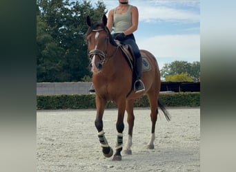 Zangersheide, Caballo castrado, 7 años, 160 cm, Castaño