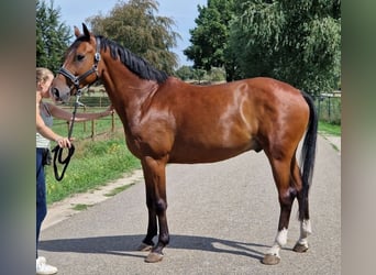 Zangersheide, Caballo castrado, 7 años, 160 cm, Castaño