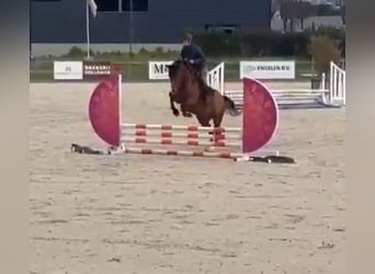Zangersheide, Caballo castrado, 7 años, 160 cm, Castaño