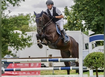 Zangersheide, Caballo castrado, 7 años, 160 cm, Morcillo
