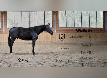 Zangersheide, Caballo castrado, 7 años, 160 cm, Morcillo