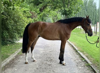 Zangersheide, Caballo castrado, 7 años, 162 cm, Castaño