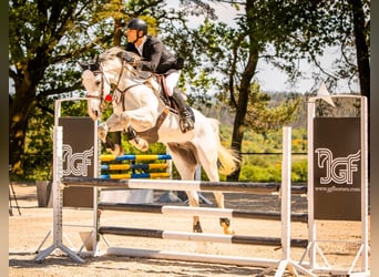 Zangersheide, Caballo castrado, 7 años, 165 cm, Tordo