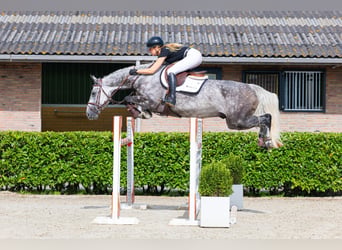 Zangersheide, Caballo castrado, 7 años, 165 cm, Tordo
