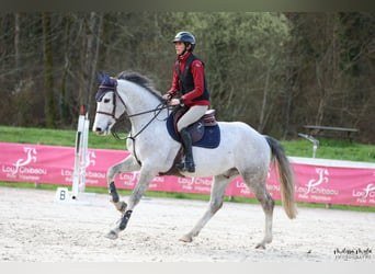 Zangersheide, Caballo castrado, 7 años, 166 cm, Tordo