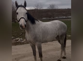 Zangersheide, Caballo castrado, 7 años, 166 cm, Tordo