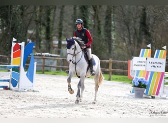 Zangersheide, Caballo castrado, 7 años, 166 cm, Tordo