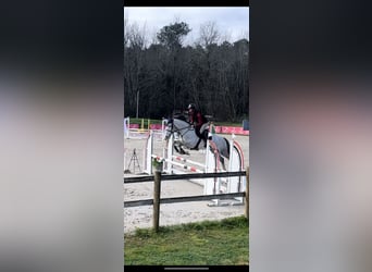 Zangersheide, Caballo castrado, 7 años, 166 cm, Tordo