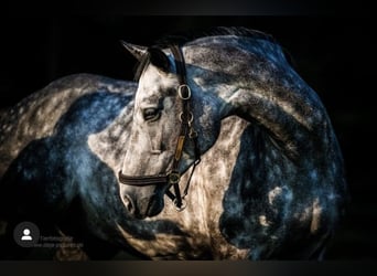 Zangersheide, Caballo castrado, 7 años, 166 cm, Tordo rodado