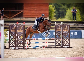 Zangersheide, Caballo castrado, 7 años, 167 cm, Castaño