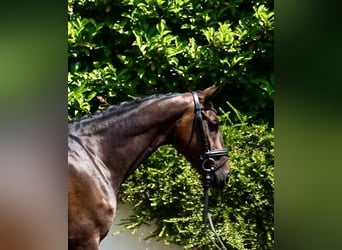 Zangersheide, Caballo castrado, 7 años, 167 cm, Castaño oscuro