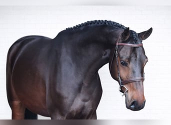 Zangersheide, Caballo castrado, 7 años, 167 cm, Castaño oscuro