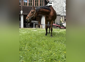 Zangersheide, Caballo castrado, 7 años, 168 cm, Castaño