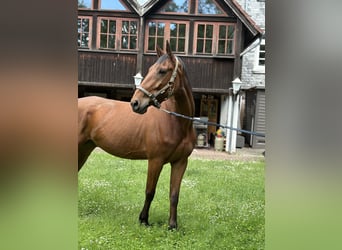 Zangersheide, Caballo castrado, 7 años, 168 cm, Castaño