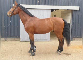 Zangersheide, Caballo castrado, 7 años, 168 cm, Castaño