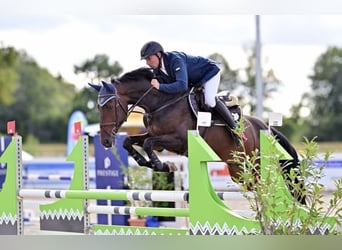 Zangersheide, Caballo castrado, 7 años, 168 cm, Castaño
