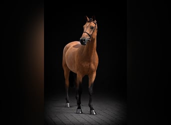 Zangersheide, Caballo castrado, 7 años, 168 cm, Castaño