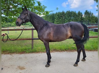 Zangersheide, Caballo castrado, 7 años, 168 cm, Negro