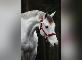 Zangersheide, Caballo castrado, 7 años, 168 cm, Tordillo negro