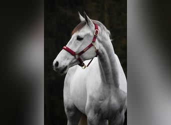 Zangersheide, Caballo castrado, 7 años, 168 cm, Tordillo negro