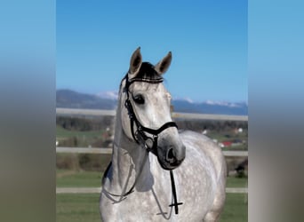 Zangersheide, Caballo castrado, 7 años, 168 cm, Tordo