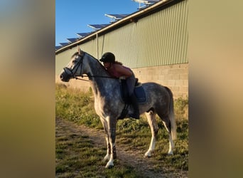 Zangersheide, Caballo castrado, 7 años, 168 cm, Tordo