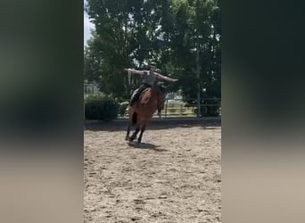Zangersheide, Caballo castrado, 7 años, 170 cm, Castaño