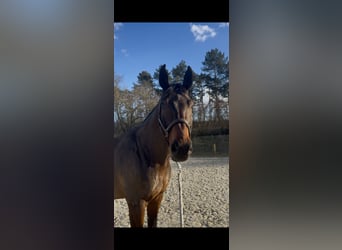 Zangersheide, Caballo castrado, 7 años, 170 cm, Castaño oscuro