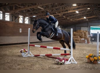 Zangersheide, Caballo castrado, 7 años, 170 cm, Castaño oscuro