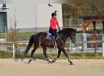 Zangersheide, Caballo castrado, 7 años, 170 cm, Castaño oscuro