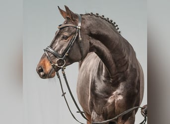 Zangersheide, Caballo castrado, 7 años, 171 cm, Castaño oscuro