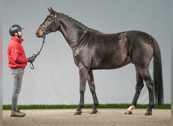 Zangersheide, Caballo castrado, 7 años, 171 cm, Castaño oscuro