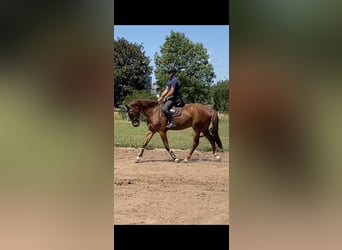 Zangersheide, Caballo castrado, 7 años, 172 cm, Alazán