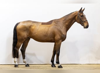 Zangersheide, Caballo castrado, 7 años, 172 cm, Castaño