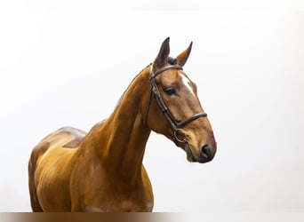 Zangersheide, Caballo castrado, 7 años, 172 cm, Castaño