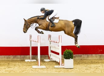 Zangersheide, Caballo castrado, 7 años, 172 cm, Castaño