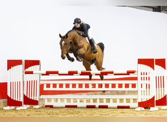 Zangersheide, Caballo castrado, 7 años, 172 cm, Castaño