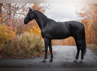 Zangersheide, Caballo castrado, 7 años, 172 cm, Negro