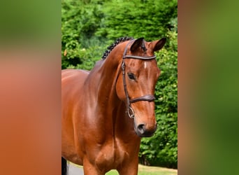 Zangersheide, Caballo castrado, 7 años, 174 cm, Castaño