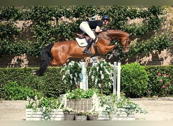 Zangersheide, Caballo castrado, 7 años, 174 cm, Castaño