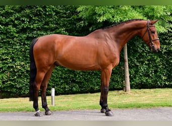 Zangersheide, Caballo castrado, 7 años, 174 cm, Castaño