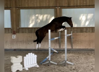 Zangersheide, Caballo castrado, 7 años, 175 cm, Castaño