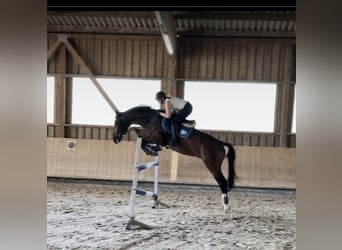 Zangersheide, Caballo castrado, 7 años, 175 cm, Castaño