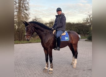 Zangersheide, Caballo castrado, 7 años, 175 cm, Castaño